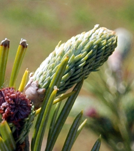 Needles emerging  on a young plant in June.